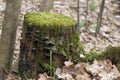 Old wet tree stump in the forest, covered with green moss, with blurred background Royalty Free Stock Photo