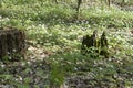 Old wet tree stump in the forest, covered with green moss, with blurred background Royalty Free Stock Photo