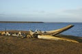 Old whale bones on Bleaker Island