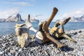 Old whale bones on the coast of Spitsbergen, Arctic Royalty Free Stock Photo