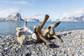Old whale bones on the coast of Spitsbergen, Arctic Royalty Free Stock Photo