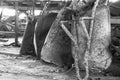 Old wheel barrows / black & white picture Royalty Free Stock Photo