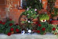 Old wheel from a cart repurposed as a decoration at a garden with potted geraniums garden