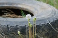 old wheel and white dandelion close up