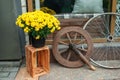 Old wheels and yellow chrysanthemums in pot.Potted chrysanths on crate, metal bicycle and wooden cart wheel on city street Royalty Free Stock Photo