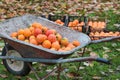 Old whellbarrow full of persimmons freshly picked Royalty Free Stock Photo