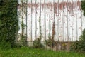 Old Barn Wall, Vines, Background, Peeling Paint Royalty Free Stock Photo