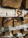 Old white birch logs placed in a neat pile