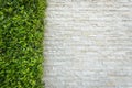 Old white brick wall background with green leaf Royalty Free Stock Photo