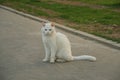 An old white cat homeless and strayed sitting on a sidewalk with connived very narrow eyes looking sad, tired and lonely