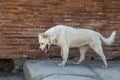 Old White Dog Wandering Pompeii Royalty Free Stock Photo