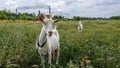 An old, white goat grazes on a meadow, near a railway Royalty Free Stock Photo