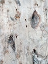 Old white tree bark background Royalty Free Stock Photo