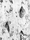 Old white tree bark background Royalty Free Stock Photo
