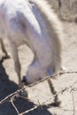 The old white horse bows behind barbed wire Royalty Free Stock Photo