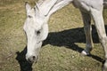 An old white horse grazes in a meadow in early spring. Royalty Free Stock Photo