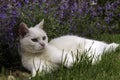 Old white house cat enjoying Nepeta faassenii `Six Hills Giant` Royalty Free Stock Photo
