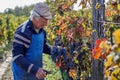 Old white man holding a Merlot grape cluster at a vineyard