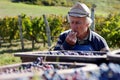 Old white man tasting a Merlot grape after hard work at a vineyard