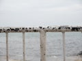 Old white metal fence with peeling paint with sea on background Royalty Free Stock Photo