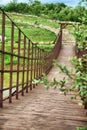 Old white suspension bridge in a forest Royalty Free Stock Photo