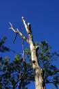 Old white tree trunk on on blue sky Royalty Free Stock Photo