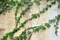 White wall with green leaves Royalty Free Stock Photo