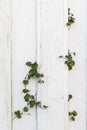 Old white wood planks on an old house wall, green ivy plants growing through the wall Royalty Free Stock Photo