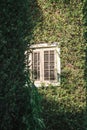 Old wooden windows are covered with leaves around Royalty Free Stock Photo