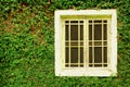 Old white wooden windows and ivy green leaves covered the wall background Royalty Free Stock Photo