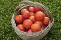 Old wicker basket with fresh red tomatoes Royalty Free Stock Photo