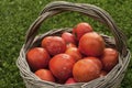 Old wicker basket with fresh red tomatoes Royalty Free Stock Photo