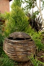 Old Wicker basket in a home garden