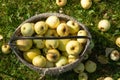 An old wicker basket with ripe fallen white apples, apples and leaves of an autumn garden nearby in the grass in bright sunlight Royalty Free Stock Photo