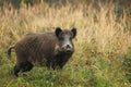 Old wild boar Royalty Free Stock Photo