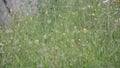 Old wild flower hay meadow