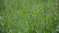 Old wild flower hay meadow in summer