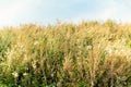 Old wild flower hay meadow in summer. Herbs, meadow with dried grass,  autumn nature backgrounds Royalty Free Stock Photo