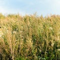 Old wild flower hay meadow in summer. Herbs, meadow with dried grass,  autumn nature backgrounds Royalty Free Stock Photo