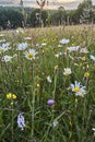 Ancient hay meadow flowers in summer