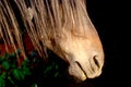 Old wild mustang stallion partial profile headshot