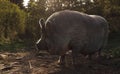 Old wild pig with angry face at the sunset Royalty Free Stock Photo