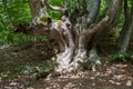 Old wild strange tree trunk in forest Royalty Free Stock Photo