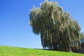 The old willow on green hill under blue sky. Sprinng is coming Royalty Free Stock Photo