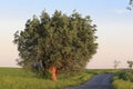 Old willow isolated in landscape