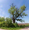 Old willow with partly mouldering trunk, dry branches, mistletoe bushes Royalty Free Stock Photo