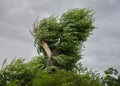 An old willow tree, the trunk and sprouts, on a windy summer day Royalty Free Stock Photo