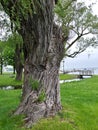 Old willow tree by the lake water green leaves tree trunk bark Royalty Free Stock Photo