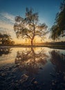 Old willow tree reflected in a water puddle against sunset background Royalty Free Stock Photo
