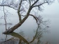 An old willow tree towered over the water Royalty Free Stock Photo